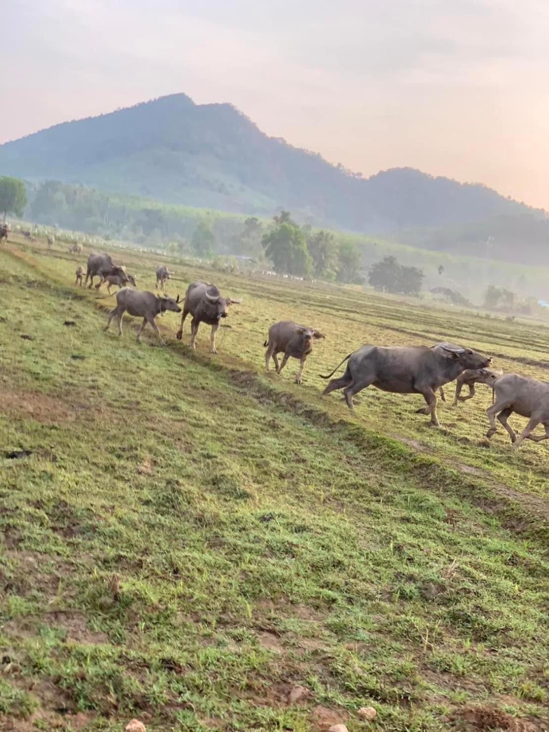 Connexion Vandrehjem Koh Yao Yai Eksteriør billede